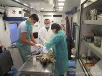 Австрійці знову стерилізуватимуть безпритульних собак у Рівному