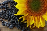 Чим шкідливе насіння соняшника?
