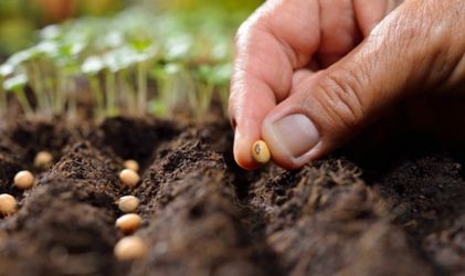 Рівненщина аграрна: посівна – за графіком, насіння – онлайн