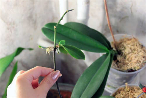 Як розмножити орхідею