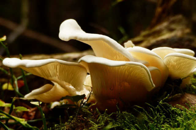 Вчені довели, що будь-які гриби здатні профілактувати рак