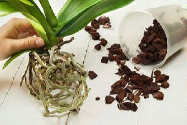 Підгодівля для орхідей з сухих дріжджів, щоб рослина була здоровою та квітучою