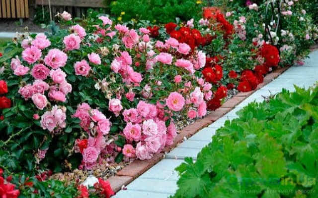 Які квіти не можна садити поруч з трояндами