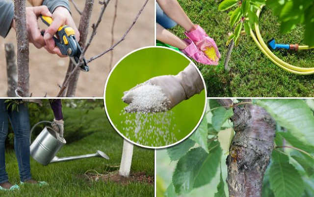 Які компоненти варто додати у засіб для побілки, щоб краще захистити дерева від хвороб та шкідників