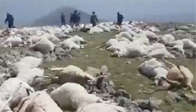 Один удар блискавки в Грузії вбив понад пів тисячі овець