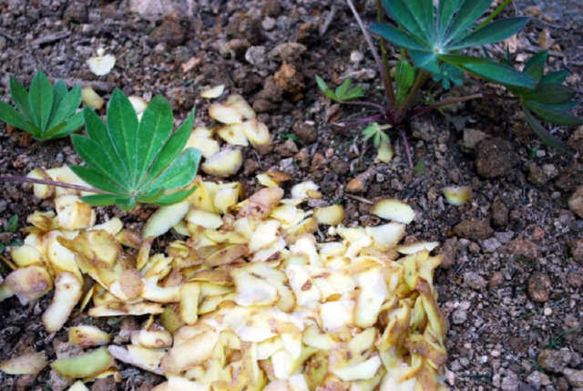 Картопляні очистки як добриво: для яких рослин можна застосовувати