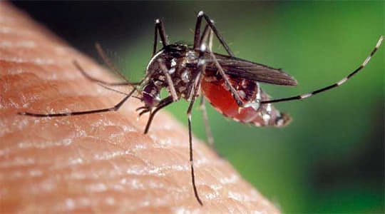 Прості способи позбутися від комарів