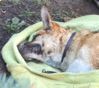 Собаку-каліку вбили напередодні Дня захисту тварин