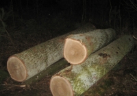 На Рівненщині поліцейські завадили крадіжці лісу волинянами