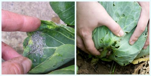 Кілька порад, як захистити капусту від шкідників без використання хімії