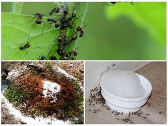 Як прогнати мурах з дачної ділянки або будинку