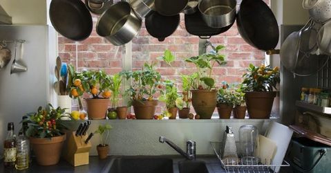 Кімнатні рослини для вашої кухні.