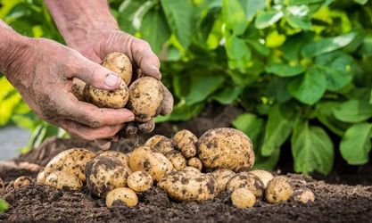 Як збільшити врожай картоплі
