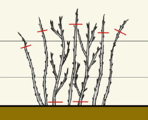 Обрізка малини восени