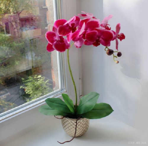 Простий розчин, від якого орхідея буде квітнути