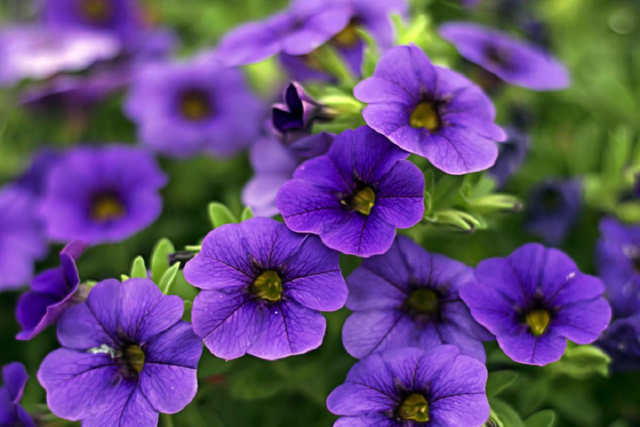 Ці 5 видів квітів легко можуть замінити петунію у вашому квітнику