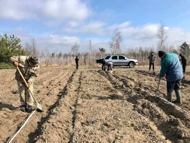 У Старосільській громаді з’явилась комунальна плантація малини