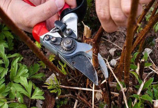 Як допомогти відновитися кущам малини і смородини після збору урожаю