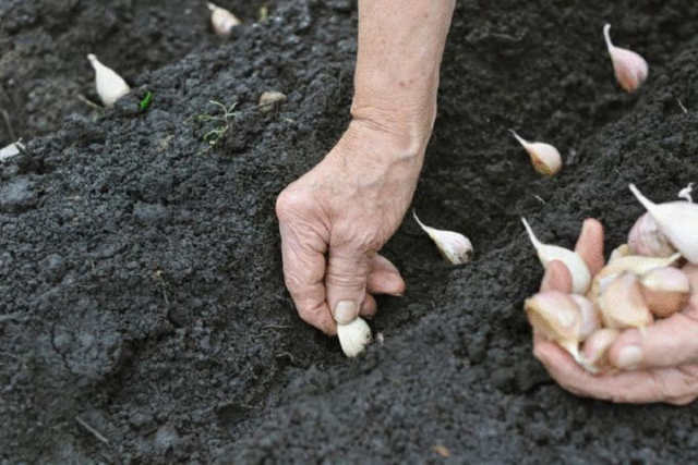 Що досвідчені городники радять класти в лунки під час посадки часнику восени