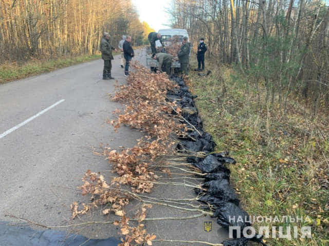 169 саджанців дуба викрали з лісництва