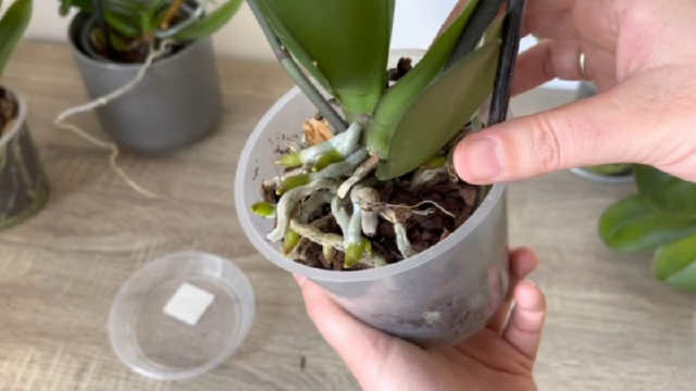 Як зробити корисне добриво для орхідей зі звичайного рису