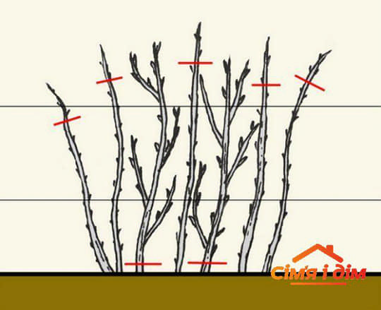 Обрізка малини восени – як правильно обрізати для підвищення врожаю?