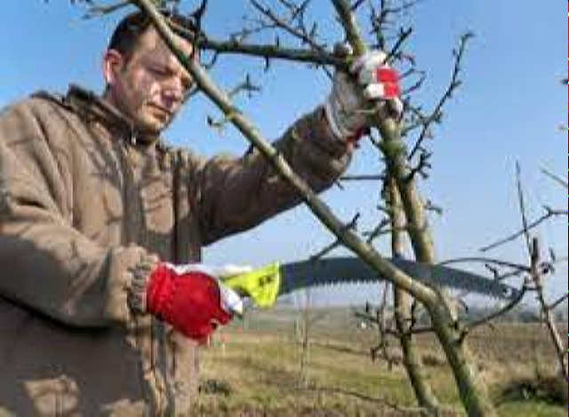 Чи можна обрізати яблуні взимку – як вважають досвідчені дачники