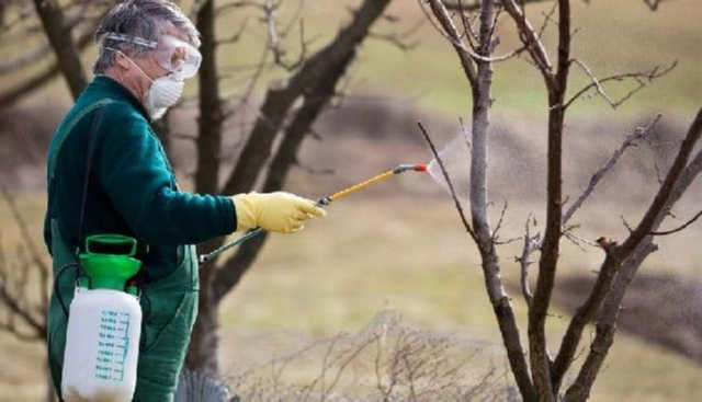 Коли і чим обприскувати плодові дерева навесні від шкідників та хвороб