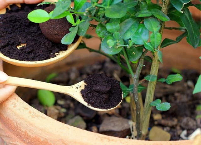Не поспішайте викидати кавову гущу та чай – прості способи їх використання в саду та на городі