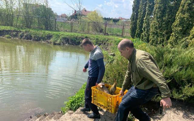 На ставу Рівнеоблводоканалу працівники підприємства провели традиційне зарибнення