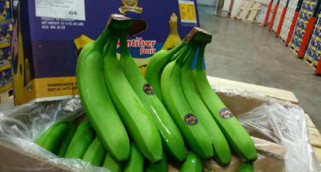 Яку користь людині можуть принести зелені банани?