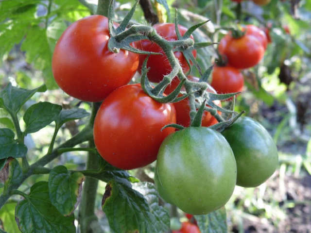 Як приготувати розчин з марганцівки та часнику, щоб захистити помідори від хвороб?