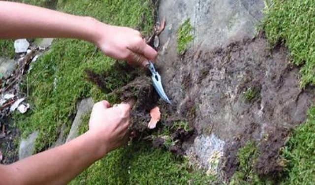 Прості способи, які допоможуть позбутися моху на грядках в городі