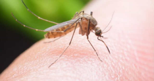 Ці домашні засоби допомагають при укусах комарів