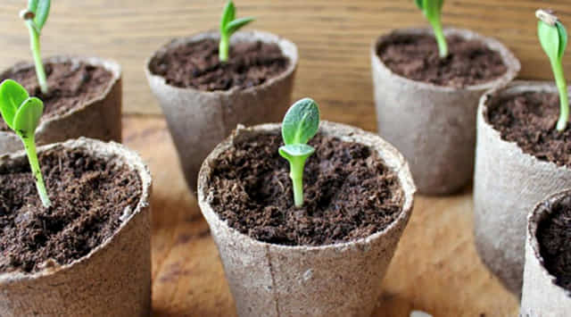 Переваги торф’яних горщиків для вирощування розсади над пластмасовими
