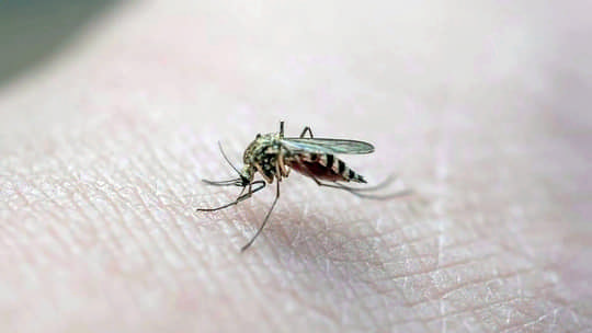 Не прикладайте подорожник та не розчухуйте: що не можна робити з комариним укусом?