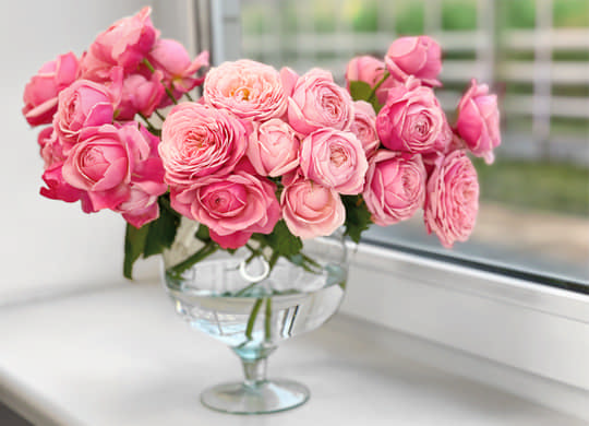 Корисні поради щодо більш тривалого збереження троянд у вазі в домашніх умовах