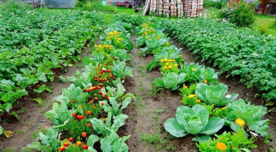 Найкращі сусіди для капусти: від шкідників захистять й урожай покращать